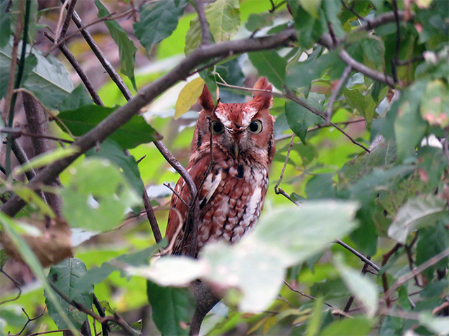 Eastern Screech Owl by Simon Thompson